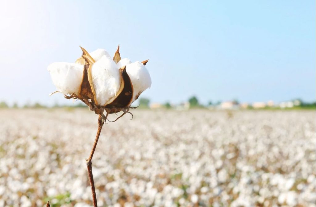 晴れた空の下、一輪の綿花が映える畑。自然とともに育まれたコットンの生命力を感じる風景。