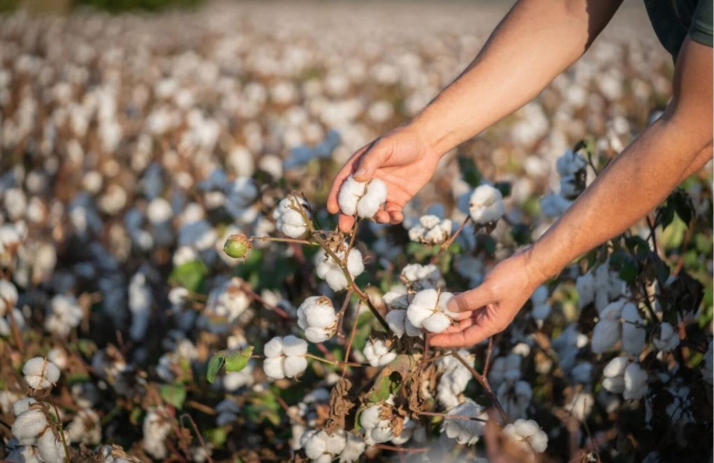 スーピマコットン（supima cotton）綿花を手で丁寧に摘み取る農家の様子。サステナブルで人の手が感じられる素材の原点を表すシーン。