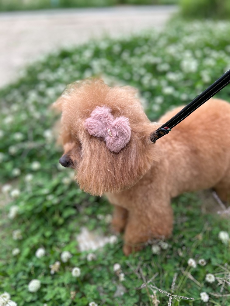 愛犬がフィレンツェ製のBOW HAIR CLIPを着用した様子。プレゼントやおしゃれなギフトにぴったりの上品なピンクカラー。