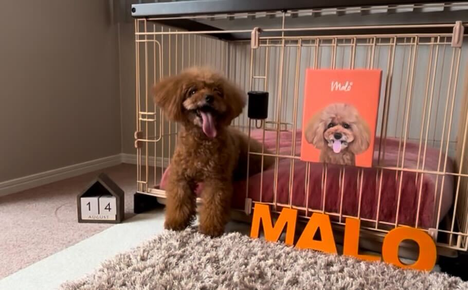 malo-kunトイプードル、マーロ君