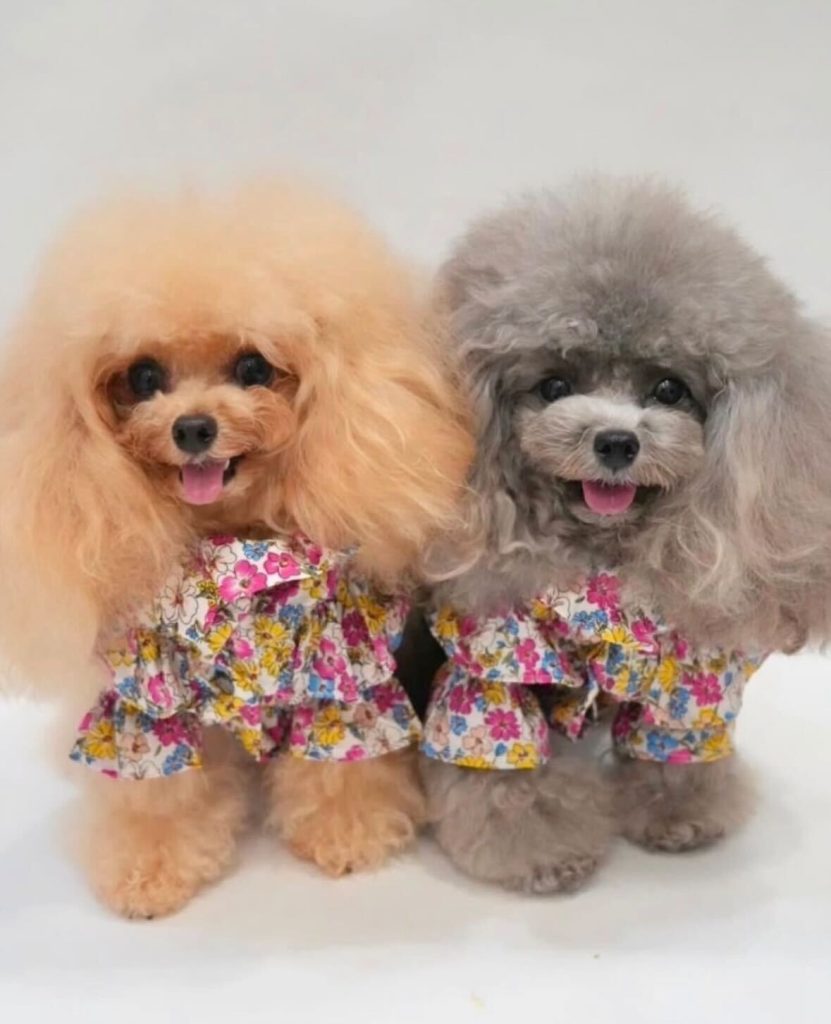 花柄シャツを着た2匹のトイプードル。お揃いコーデで楽しむ愛犬ファッション。プレゼントやギフトにも最適なVesticaneの人気アイテム。