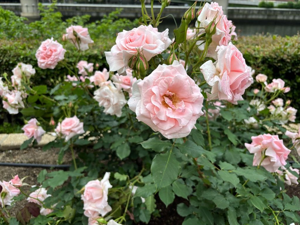 靱公園の水辺近くに咲く、やさしい色合いの淡いピンクのバラ。柔らかい花びらが重なり、初夏の空気の中で上品に咲いている。