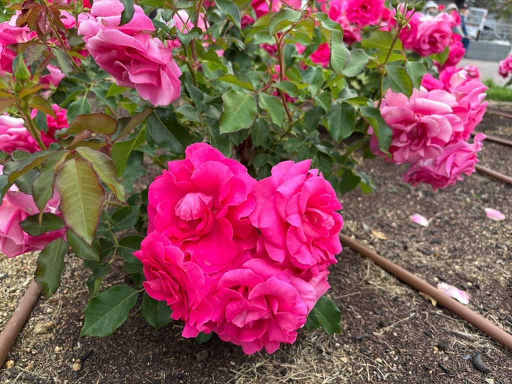 2025年・見頃】靱公園のバラ園が満開に！おしゃれ散歩とおすすめ