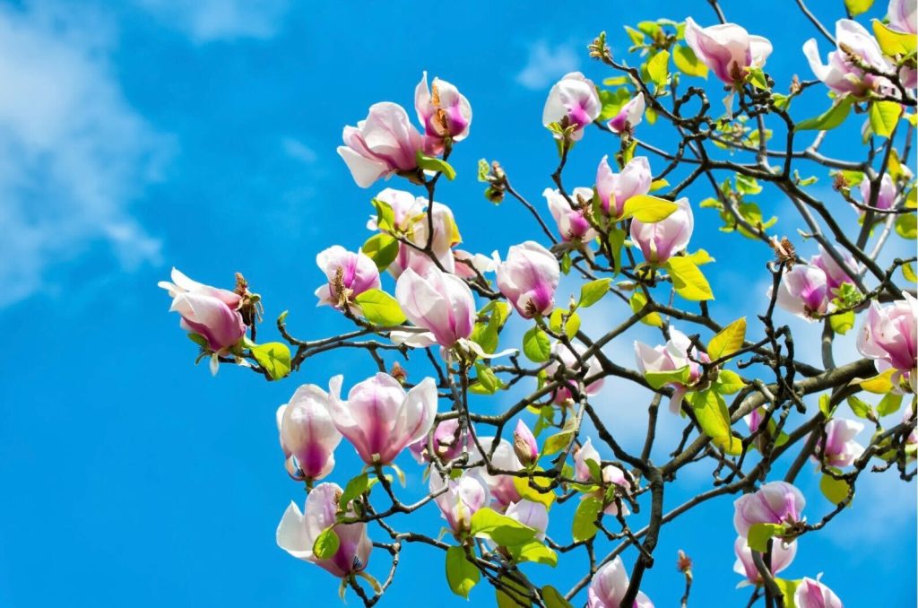 青空に映える白とピンクのモクレンの花。春の季節の変わり目を感じさせる、自然の美しい風景。