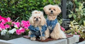 「VESTICANEのデニムウェアを身にまとった2匹の小型犬が並んで座る様子