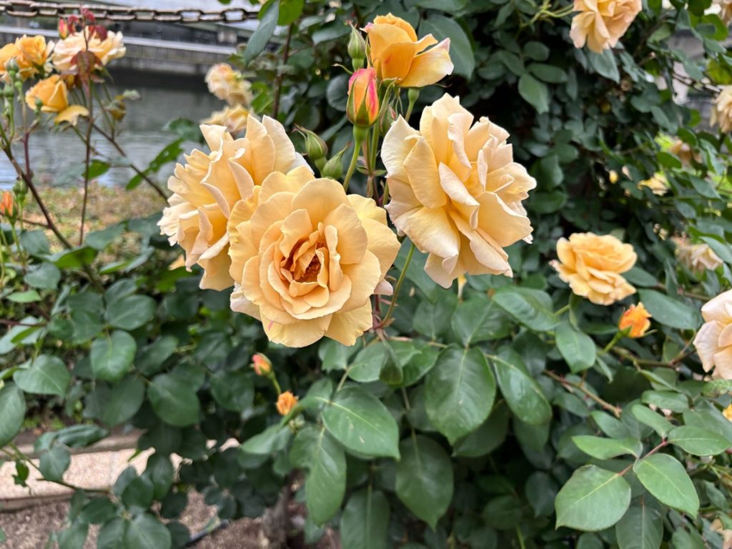 靱公園の川沿いに咲く、やさしいアプリコットイエローのバラ。ほどよく開いた花びらが重なり合い、初夏の柔らかな光を浴びて穏やかに揺れている。