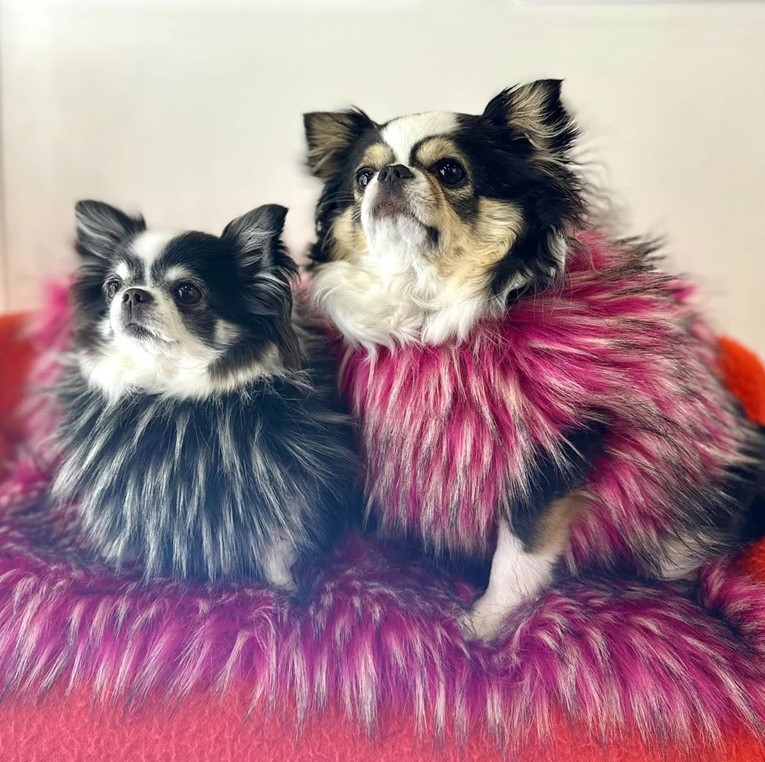 vesticaneのファーアイテムを着たチワワのラグジュアリースタイル