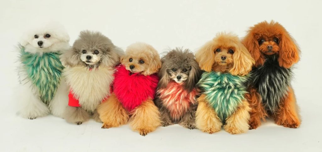 vesticaneのイタリア製ファーアイテムを身にまとった小型犬たちの集合写真