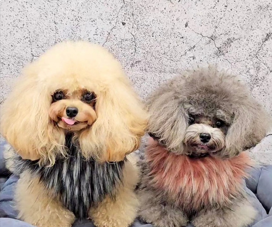 vesticaneのツイード素材ハーネスを着用したトイプードル