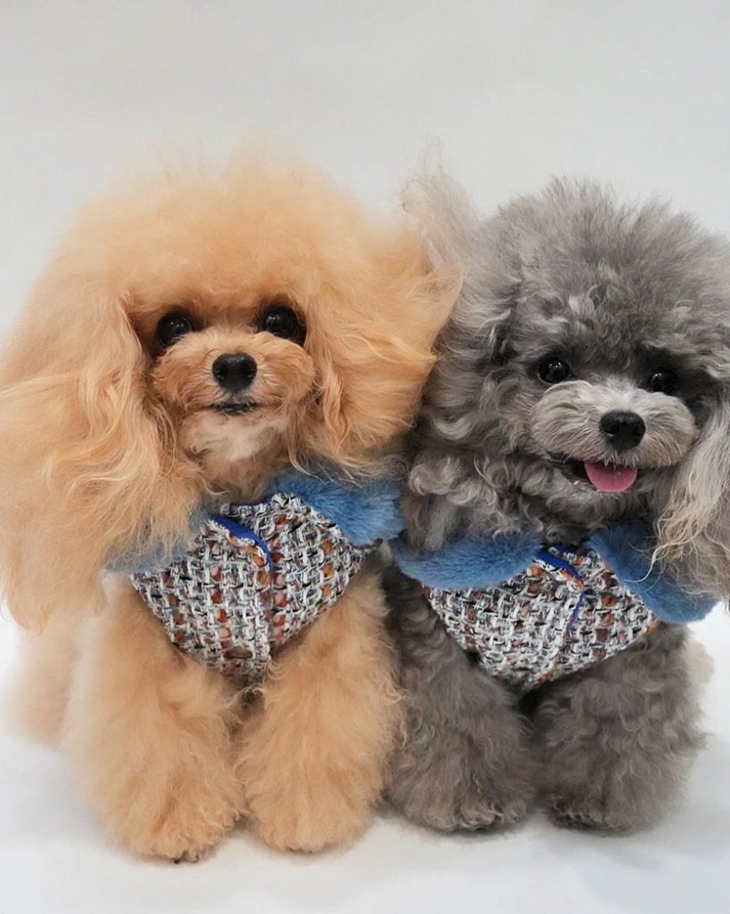 vesticaneのツイード素材ハーネスを着用したトイプードル