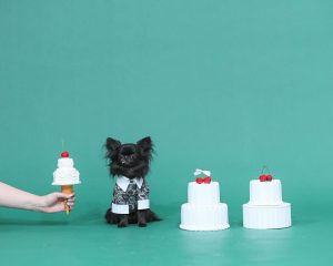 vesticaneのTORINO SHIRT。ペイズリー柄シャツを着こなすオシャレワンコ